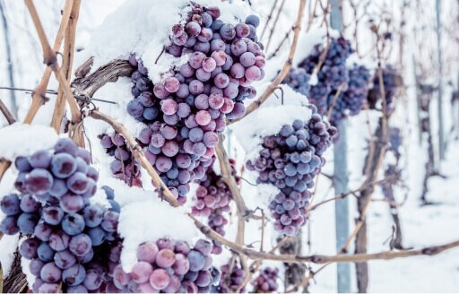 Eiswein: blauwe druiven hangen aan de ranken met een klein laagje sneeuw erop
